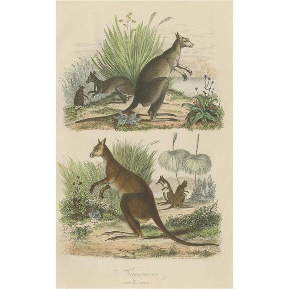 Paper Havard, Two Kangaroos in Australia, 1854, Handcolored Print For Sale - Image 7 of 7