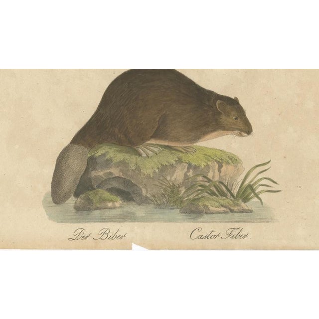 Karl Joseph Brodtmann, Beaver and African & Asian Rhinoceros Skull Studies, 1816, Paper For Sale - Image 6 of 9