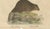 Karl Joseph Brodtmann, Beaver and African & Asian Rhinoceros Skull Studies, 1816, Paper For Sale - Image 6 of 9
