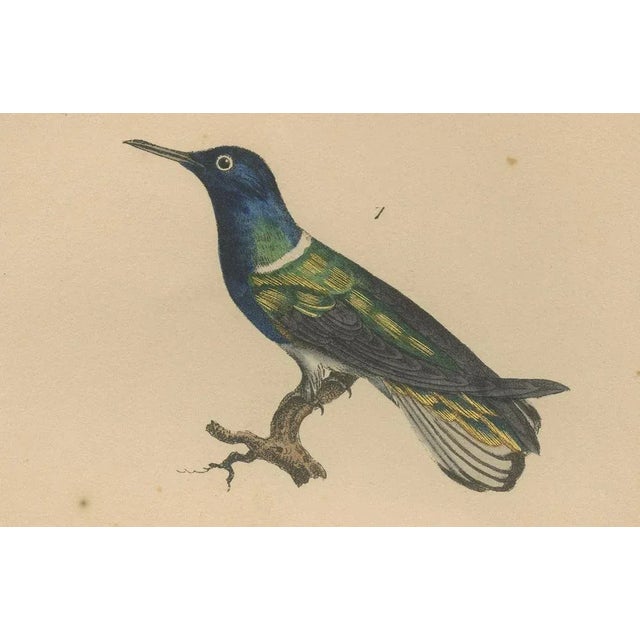 Louis-Aimé Martin Beau, Hummingbird, Hand-Coloured Engraving with Gold Highlights, 1835 For Sale - Image 4 of 10