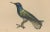 Louis-Aimé Martin Beau, Hummingbird, Hand-Coloured Engraving with Gold Highlights, 1835 For Sale - Image 4 of 10