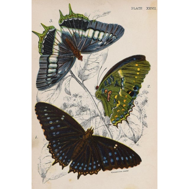 19th Century chromolithograph published 1894-97, London for "Lloyds's Natural History. " Edited by R. Bowdler Sharpe, W....