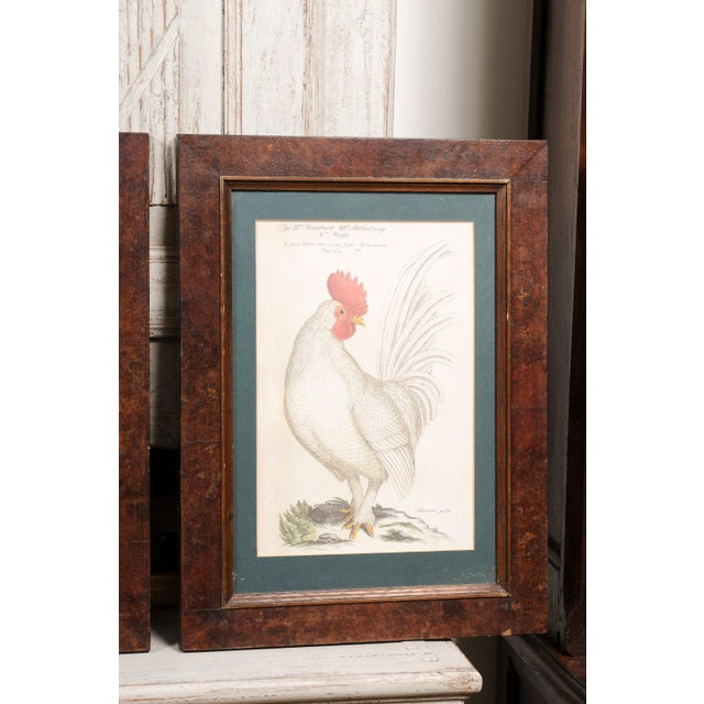 Early 20th Century Turn of the Century German Cockerel Prints in Burr Walnut Frames, Set of Four For Sale - Image 9 of 12