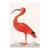 Scarlet Ibis With an Egg, Vintage Art Print Reproduction, 20" X 30" For Sale