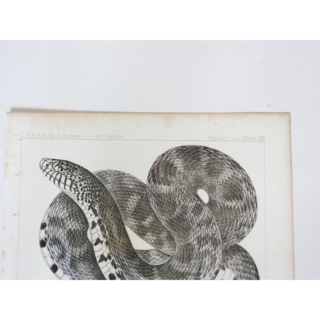 Rustic Mid 19th Century Snake Lithograph Us Pacifc Railroad Book Plate For Sale - Image 3 of 4