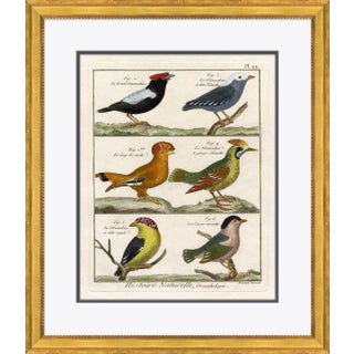 18th Century Parakeet Engravings VII Framed Art Print For Sale