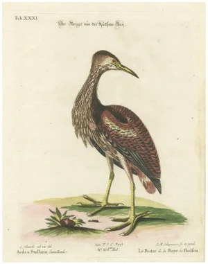 Johann Michael Seligmann, Hudson Bay Heron, 1770, Engraving on Paper
