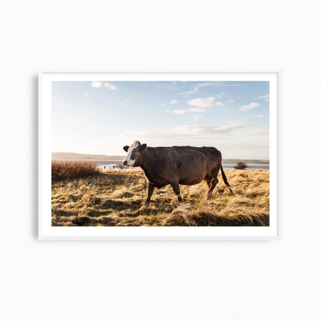 This contemporary fine art photography print features a beautiful large brown cow roaming the coastal landscape of...