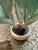 Polychrome Carved Potted Lily of the Valley For Sale In Miami - Image 6 of 12