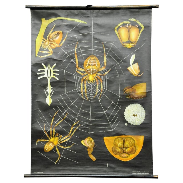 Paper Vintage Cross Spider Araneus Marmoreus Rollable Wall Chart by Jung Koch Quentell For Sale - Image 7 of 7