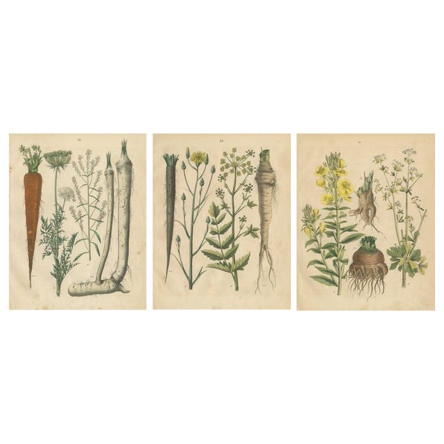 Calwer, Root and Medicinal Plant Botanical Studies, 1852, Prints, Set of 3 For Sale - Image 10 of 10