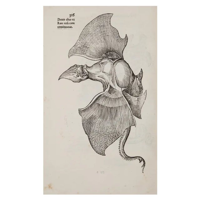 Cream 17th Century Illustrated Vellum Book, Ulisse Aldrovandi's Serpentum Et Draconum Historiæ Libri Duo For Sale - Image 8 of 12