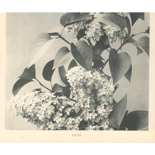 French 1904 French Antique Botanical Photograph- LILACS-with Documentation For Sale - Image 3 of 4