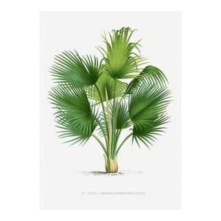 Fan Palm Botanical Study, Vintage Art Print Reproduction, 24" X 36" For Sale