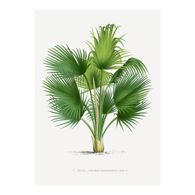 Fan Palm Botanical Study, Vintage Art Print Reproduction, 24" X 36" For Sale
