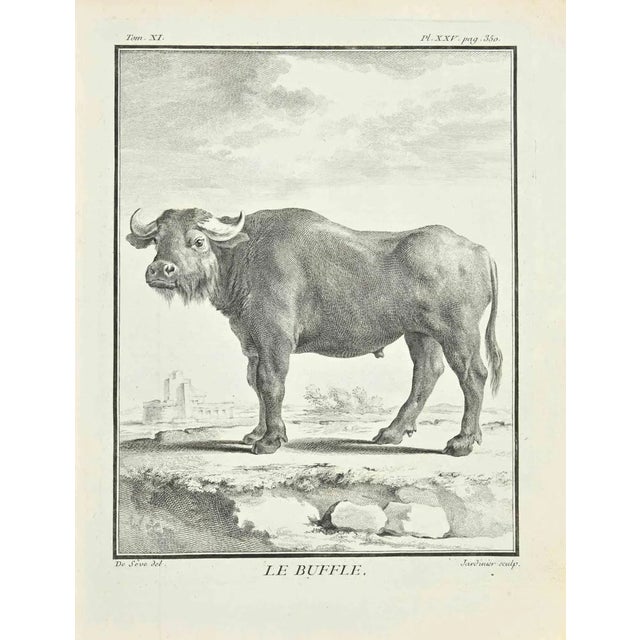 Claude Jardinier, Le Buffle, Etching, 1771 For Sale