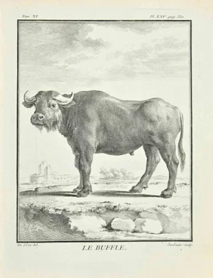 Claude Jardinier, Le Buffle, Etching, 1771