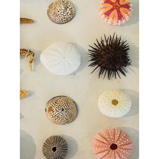 Contemporary 20 Th C Sea Shell Collection in Shadowbox Frame For Sale - Image 3 of 6