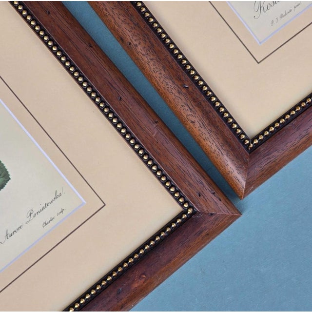 Pierre-Joseph Redouté, Roses, 1950s, Lithographs, Framed, Set of 2 For Sale - Image 13 of 18