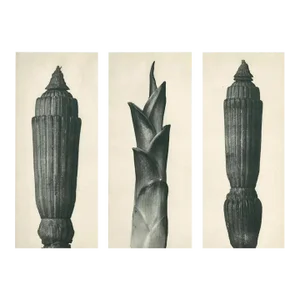 1928 Karl Blossfeldt Original Period Photogravure N7 of Winter Horsetail