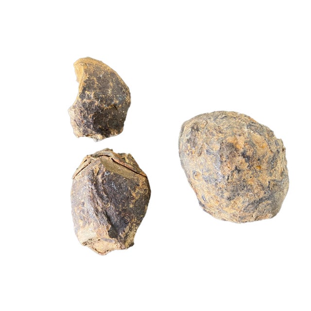 Natural and very well preserved set of two Trilobite fossils They were quarried in Morocco ,They date to 510 Million years...