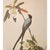 Farmhouse Fork-Tailed Flycatcher After Audubon,1966 American Classical Print For Sale - Image 3 of 9