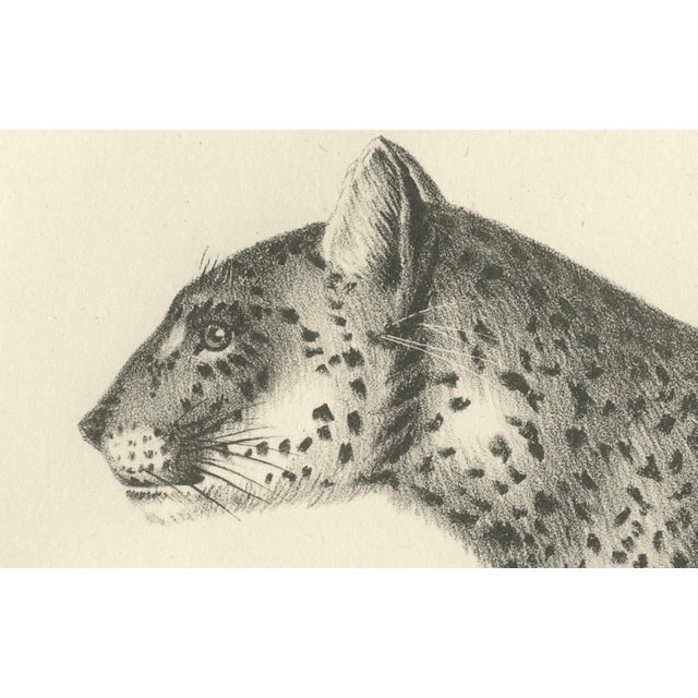 Leopard in Standing Pose, 1836, Lithograph For Sale - Image 3 of 5