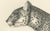 Leopard in Standing Pose, 1836, Lithograph For Sale - Image 3 of 5