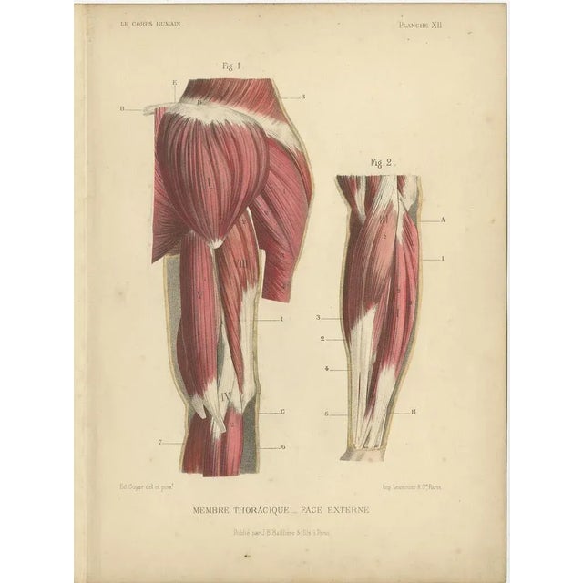 Late 19th Century Kuhff, Human Arms, 1879, Prints, Set of 4 For Sale - Image 5 of 6