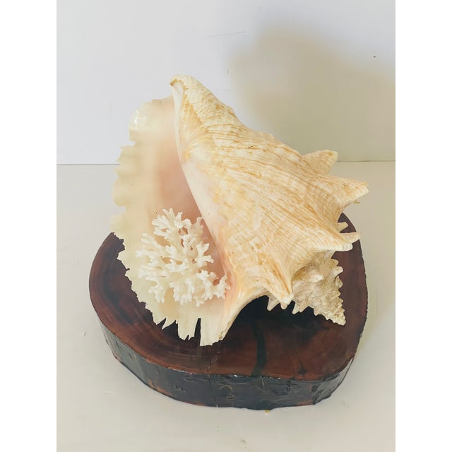 Beautiful sea Shell arrangement of a conch shell with well preserved lattice edge , branch of birds nest coral on...