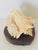Beautiful sea Shell arrangement of a conch shell with well preserved lattice edge , branch of birds nest coral on...