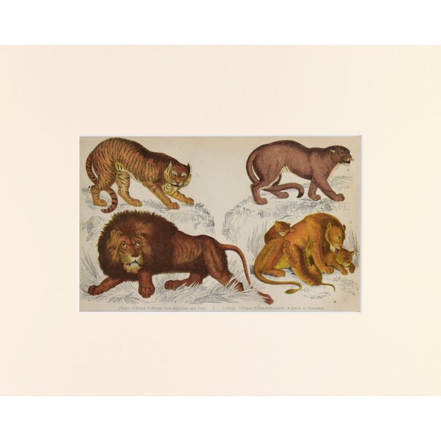 19th Century, hand colored engraving of Lions and Tigers published by A. Fullarton & Co., London for "A History of the...