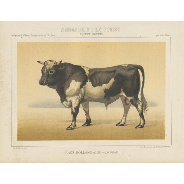 Olivier De Penne, Dutch Bull, Black and White Cattle, 1863, Chromolithograph For Sale - Image 9 of 9