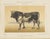 Olivier De Penne, Dutch Bull, Black and White Cattle, 1863, Chromolithograph For Sale - Image 9 of 9