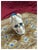 Hollywood Regency Ooak, Florentine Box/Deer Antler Skull/Natural Apatite For Sale - Image 3 of 7