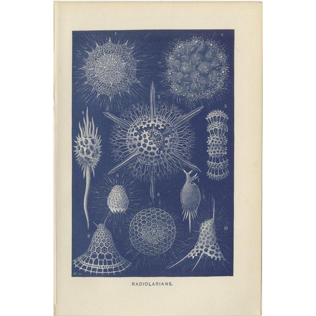 Richard Lydekker, Radiolarians, 1896, Color Process Print For Sale - Image 3 of 9