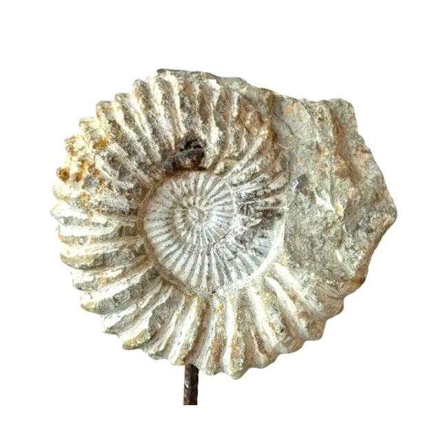 Ammonite Fossil Sculpture on Wooden Stand, Organic Modern Design For Sale In Tampa - Image 6 of 8