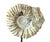 Ammonite Fossil Sculpture on Wooden Stand, Organic Modern Design For Sale In Tampa - Image 6 of 8