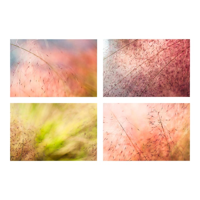 'In the Pink' Set of Botanical Photographs, Series of Four 36 X 24" Fine Art Photography Prints For Sale