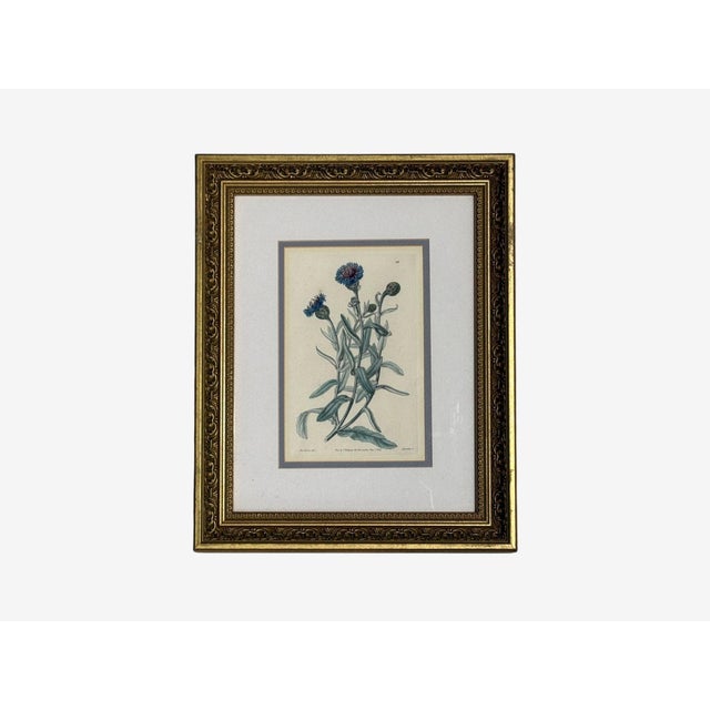 Traditional Wall Decor, Framed Floral Botanicals, Giltwood Frame, 19th C. For Sale In New York - Image 6 of 14