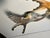 Mid 20th Century Dorothy Doughty Scissor Tailed Flycatchers - a Pair For Sale - Image 14 of 16