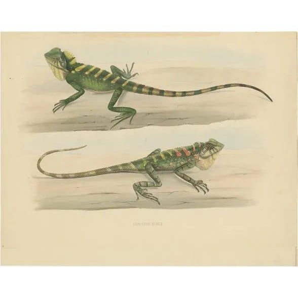 Schlegel, Herpetological Illustration of Green Crested Lizards, 1837, Print For Sale - Image 6 of 6