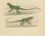 Schlegel, Herpetological Illustration of Green Crested Lizards, 1837, Print For Sale - Image 6 of 6