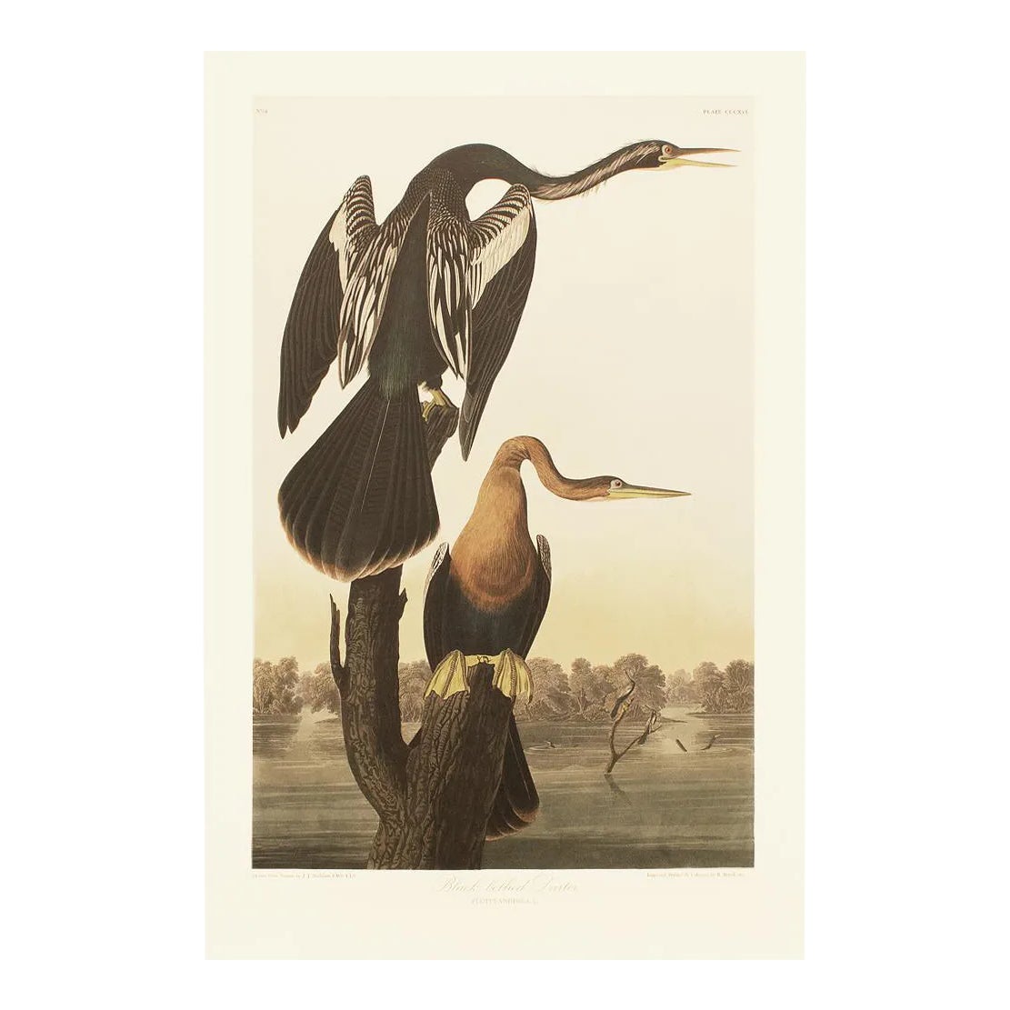 1990s Anhingas or Snake Birds After Audubon, Large Cottage Print | Chairish
