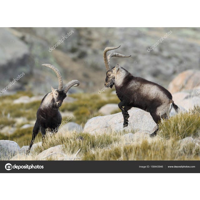 Mid 20th Century Large Black Forest Wooden Ibex (Iberian) Carving For Sale - Image 10 of 12