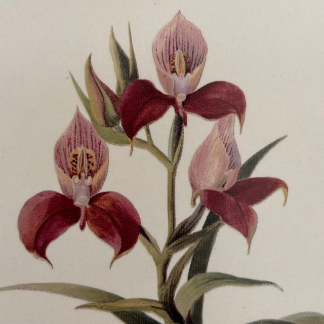 Late 20th Century Pimpernel, England Royal Horticultural Society Botanical Orchid Coasters — Set of 4 For Sale - Image 5 of 12