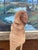 Hand-Carved Mid 20th Century Abstract Wooden Figure Sculpture in Natural Finish. For Sale In Seattle - Image 6 of 10