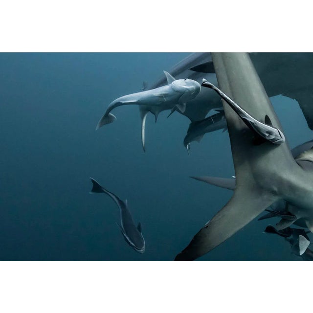 Olivier Borde, Graphical Balance, 2017, Color Photograph For Sale - Image 3 of 5