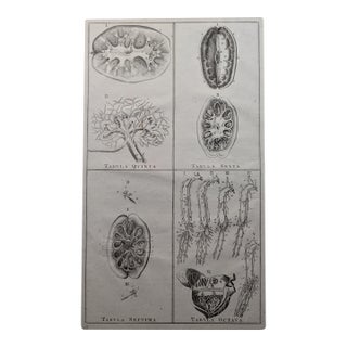 Antique Comparative Anatomy Engraving, c.1790 — Attrib. j.b. Elwe, 4 Tabulae For Sale