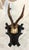 Roe Deer Black Forest antler mount with shield plaque ***I have a set of 3 listed separately*** CIRCA: 1890-1925 ORIGIN:...